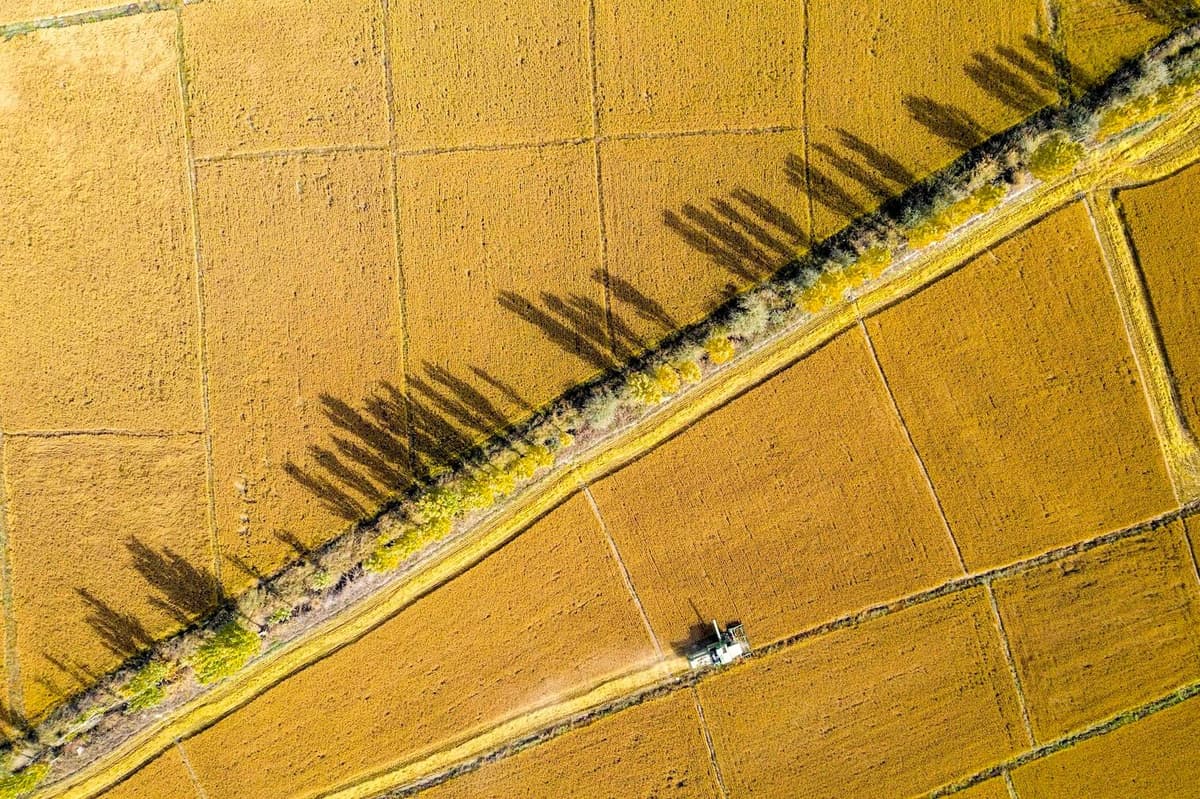 China News, Wirtschaft. Industrie, Landwirtschaft, Wissenschaft: Luftaufnahme eines Mähdreschers bei der Reisernte im Nordwesten Chinas in der autonomen Region Xinjiang Uygur