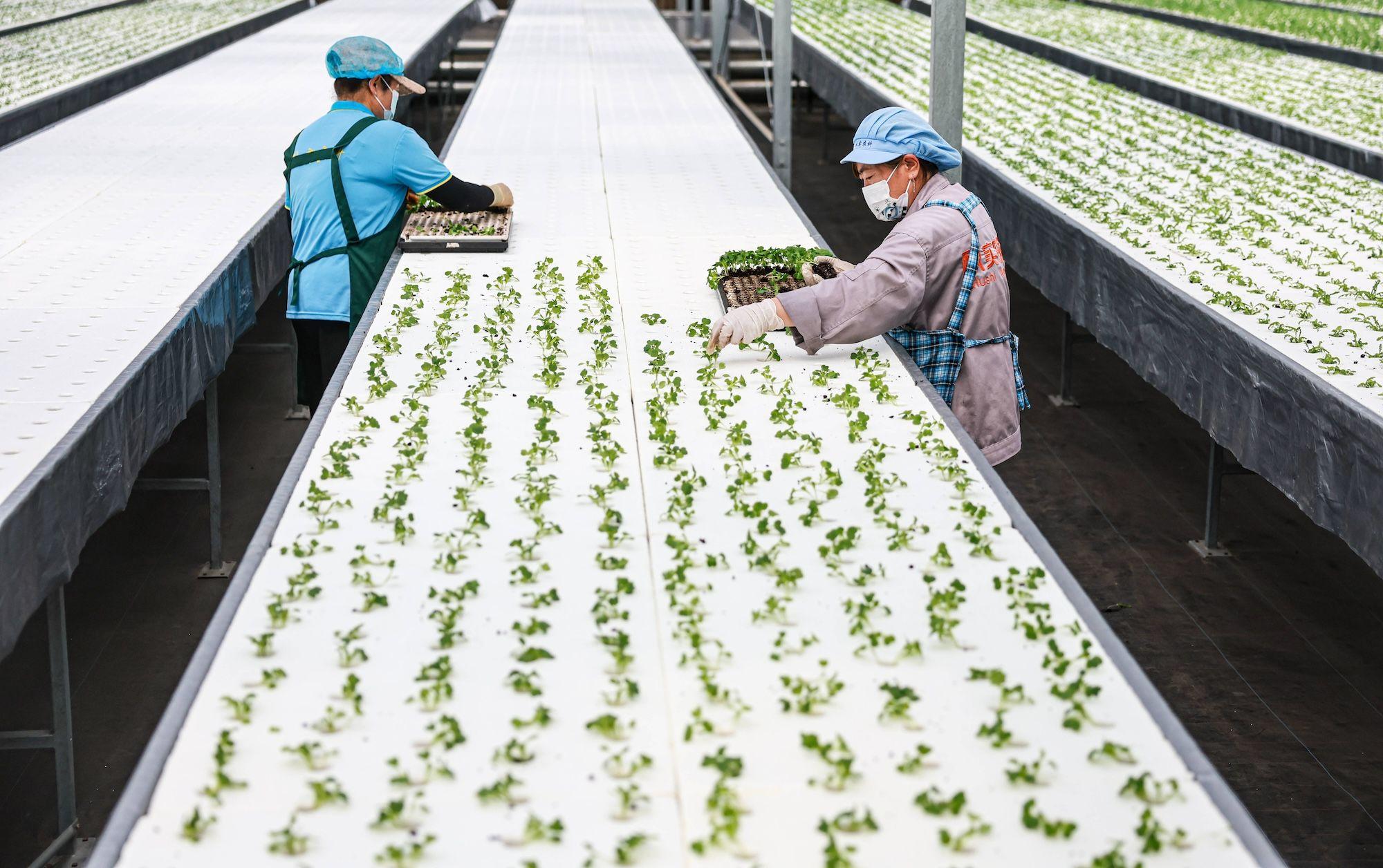Arbeiter arrangieren Gemüsesetzlinge in einem intelligenten Gewächshaus in Shenyang, Provinz Liaoning, China.